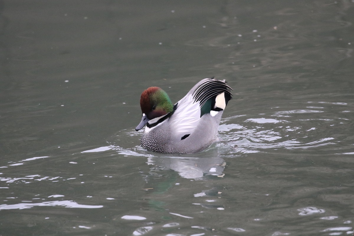 川沿いの野鳥 オオタカほか_a0142459_17130617.jpg