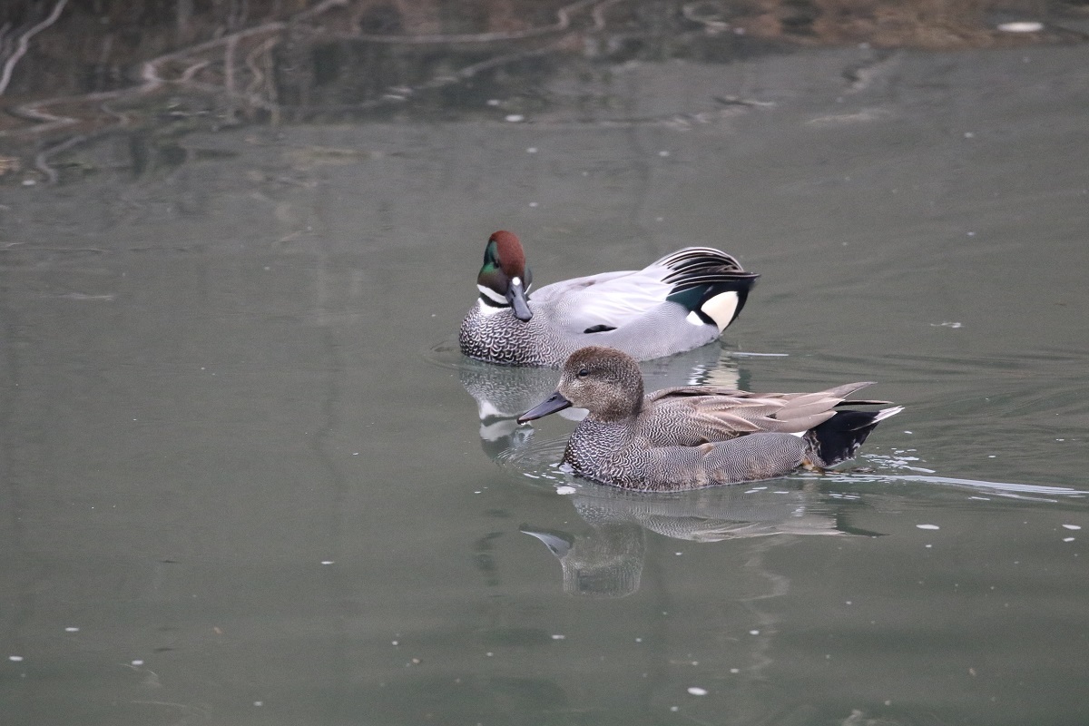 川沿いの野鳥 オオタカほか_a0142459_17141212.jpg