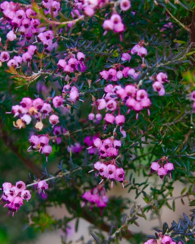 a0248459_16023343.jpg