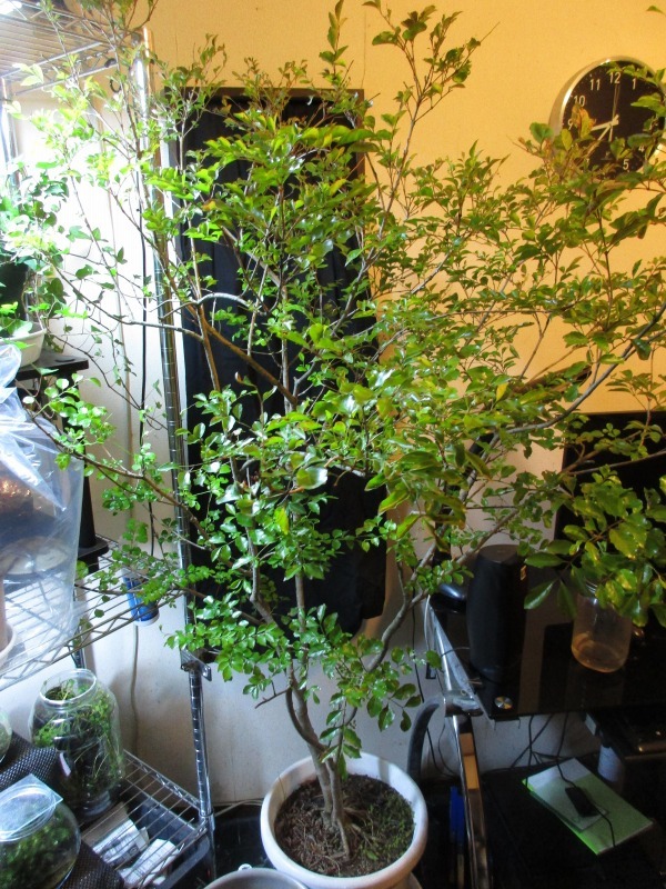 植物 シマトネリコを室内に移動して2週間経過 孤影悄然