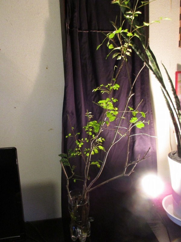 植物 シマトネリコを室内に移動して2週間経過 孤影悄然 植物 シマトネリコを室内に移動して2週間経過 孤影悄然