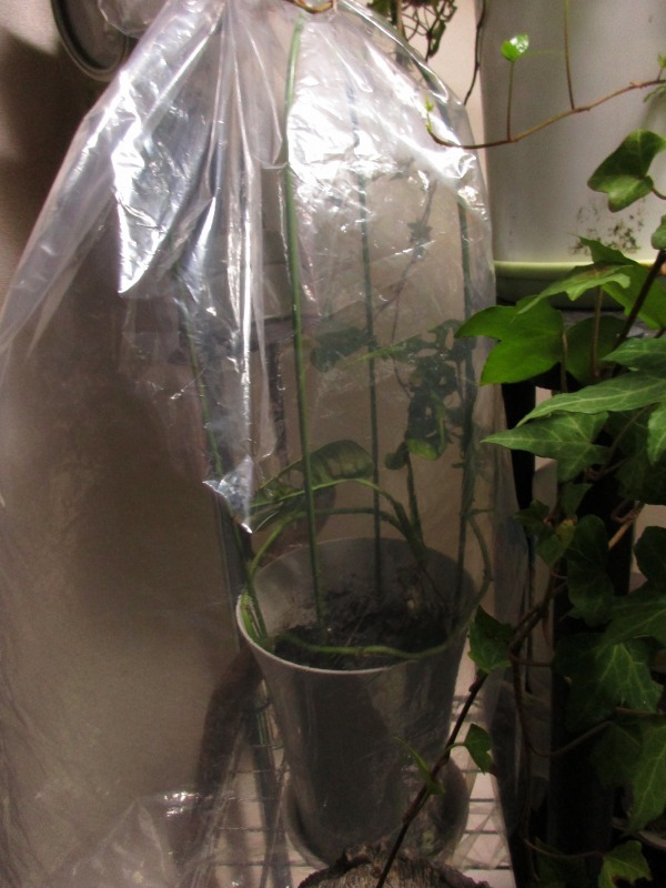 植物 シマトネリコを室内に移動して2週間経過 孤影悄然 植物 シマトネリコを室内に移動して2週間経過 孤影悄然