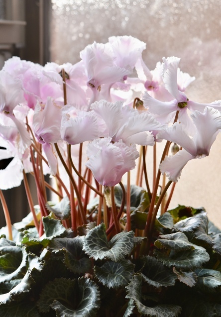 香りのある花 小さな庭 2 香りのある花 小さな庭 2