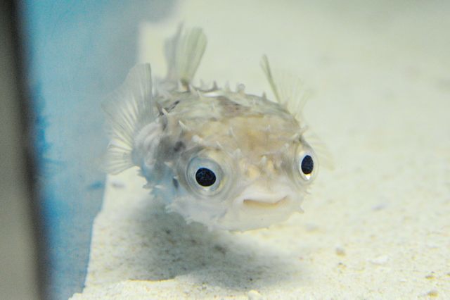 フグ の仲間 がたくさんいる水族館 蜜蜂的写真日記 フグ の仲間 がたくさんいる水族館 蜜蜂的写真日記