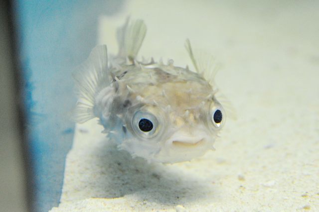 フグ の仲間 がたくさんいる水族館 蜜蜂的写真日記