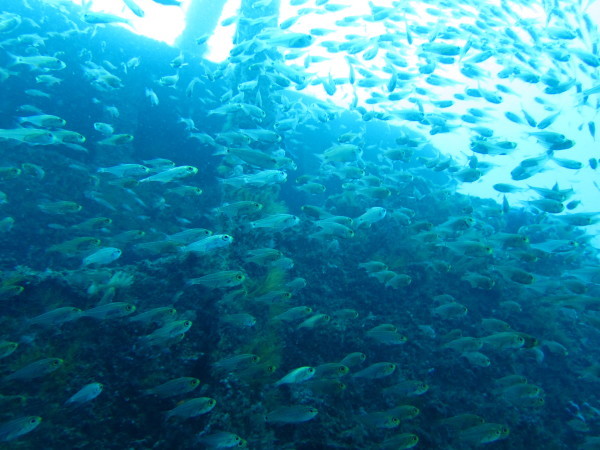 f0164662_15005952.jpg