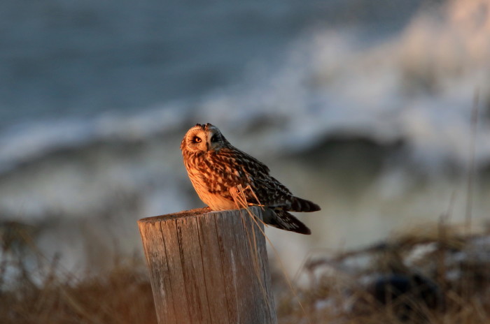 海・・コミミズクとシロハヤブサ_c0229170_21504586.jpg