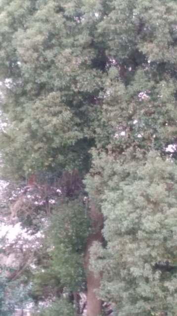c0162773_11171275.jpg