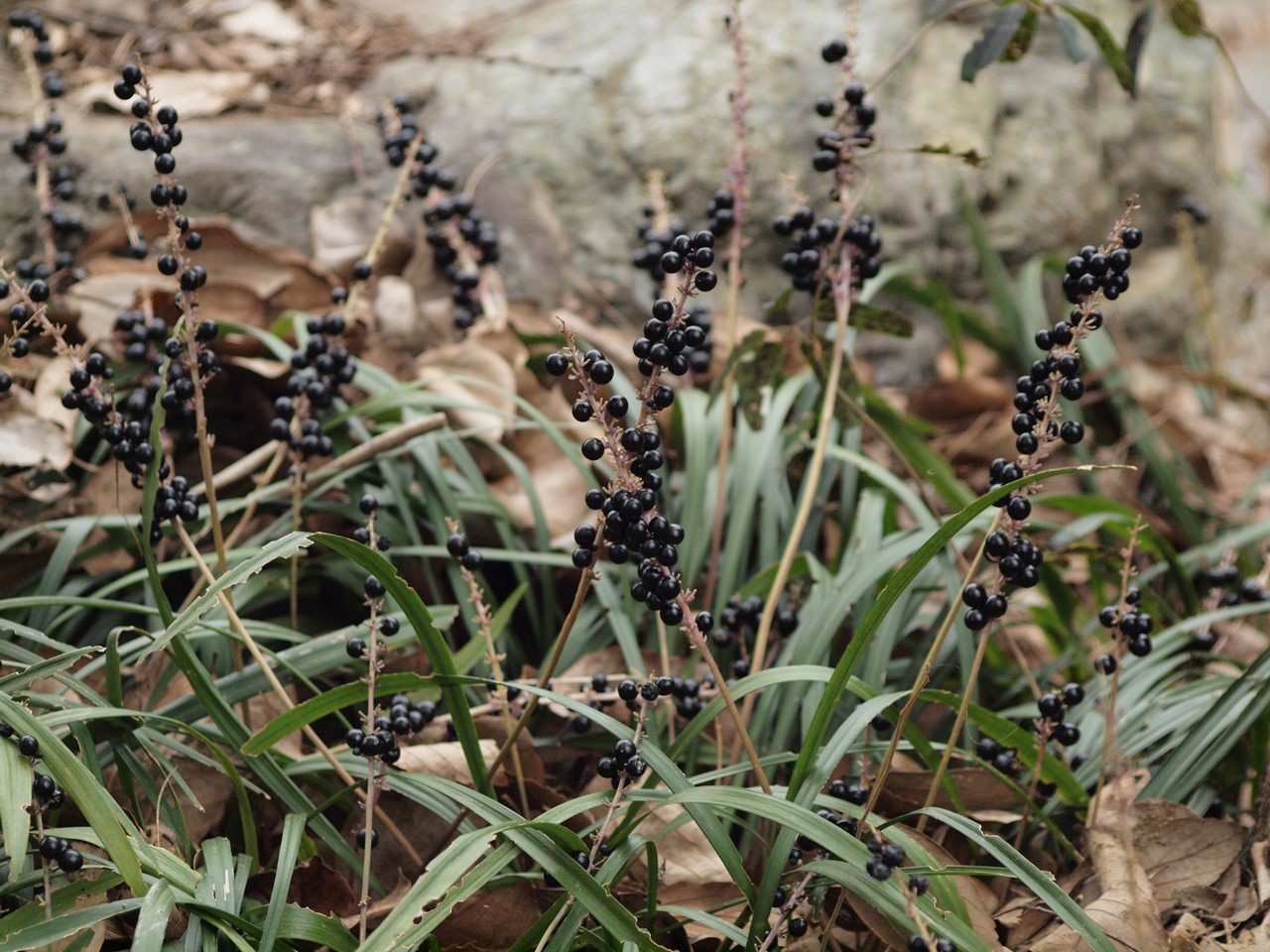 d0054276_20181619.jpg
