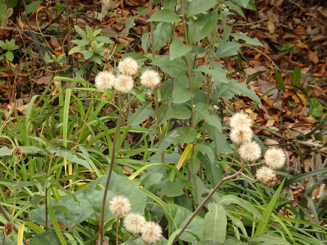 d0054276_20201268.jpg