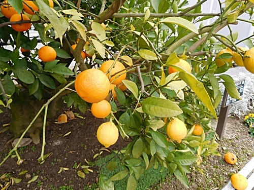 e0086885_16233461.jpg