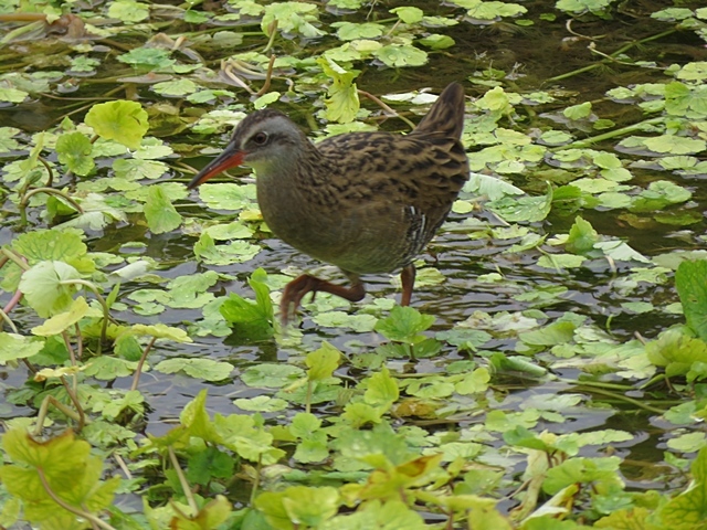f0357487_20491080.jpg