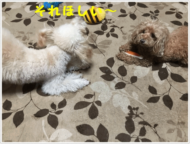 b0175688_20160945.gif