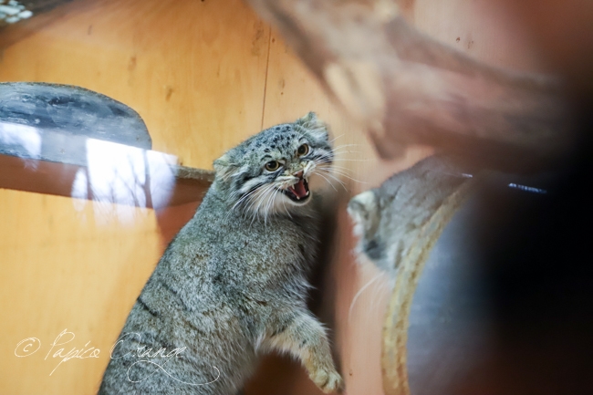 埼玉県こども動物自然公園　２０１９年１月１２日_e0398403_19514050.jpg