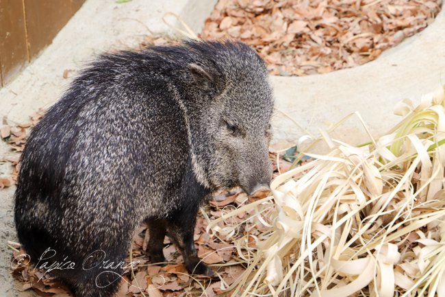 埼玉県こども動物自然公園　２０１９年１月１２日_e0398403_19572621.jpg