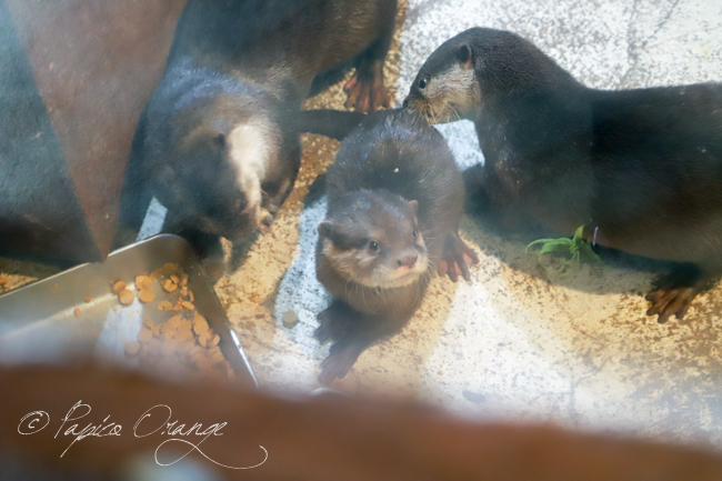 埼玉県こども動物自然公園　２０１９年１月１２日_e0398403_19584455.jpg