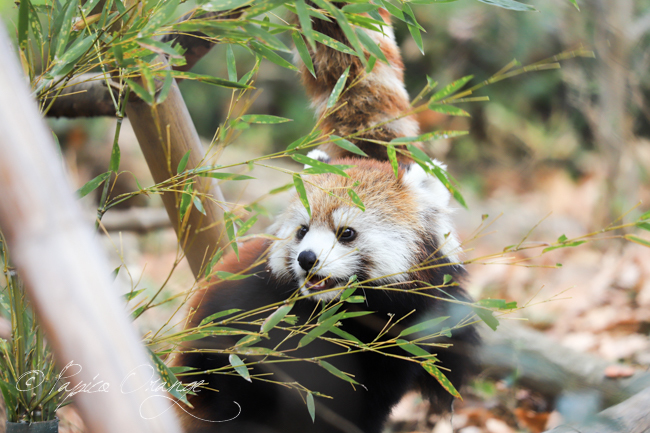 埼玉県こども動物自然公園　２０１９年１月１２日_e0398403_20040547.jpg