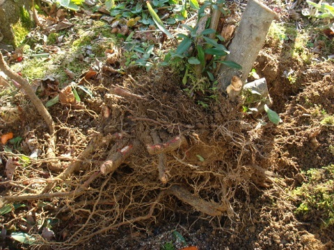 c0112206_17180176.jpg