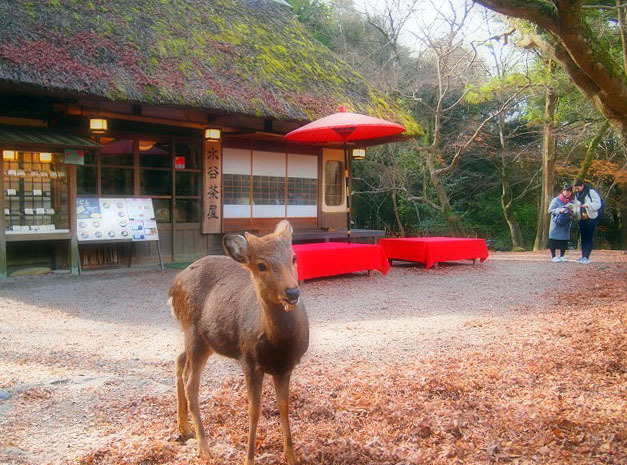 神鹿さんとのふれあい_d0295818_22500617.jpg