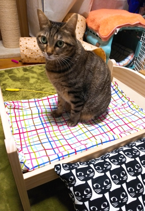 猫ベッド_d0233224_12455257.jpg