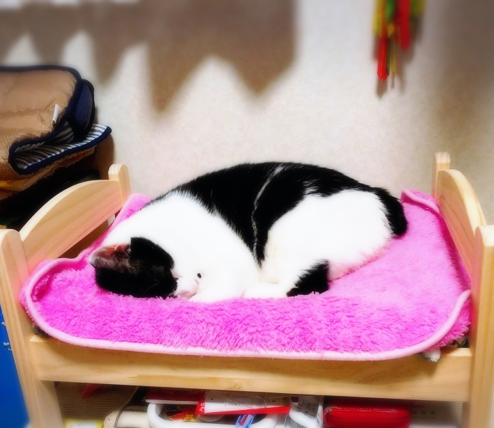 猫ベッド_d0233224_12460412.jpg