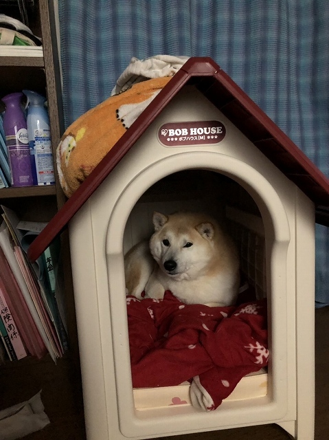 バカ犬 家を買う_e0374932_07252126.jpg