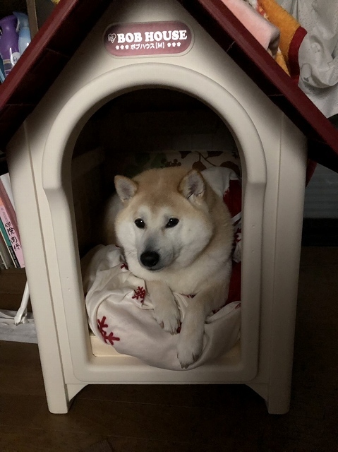 バカ犬 家を買う_e0374932_07252499.jpg