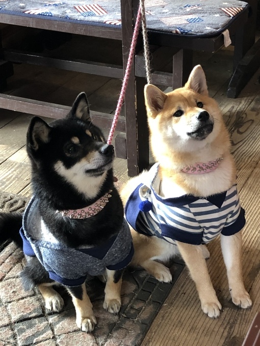 b0369239_16371955.jpeg