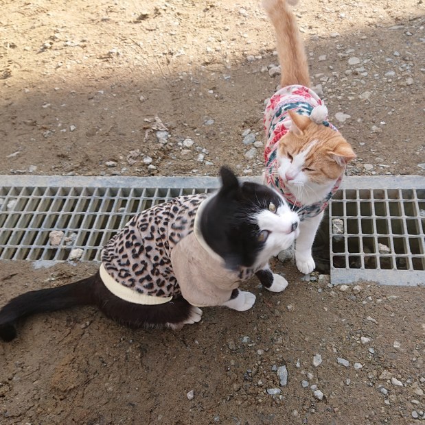 甘えるシロ_e0145441_23190541.jpg