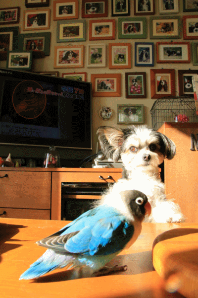 c0145250_09593185.gif