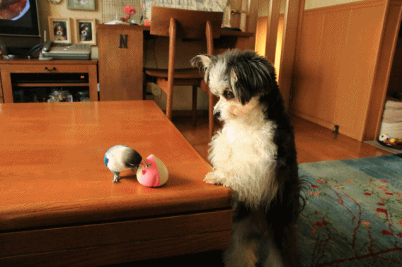c0145250_14533202.gif