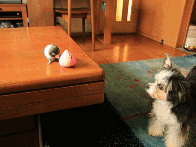 c0145250_14533444.gif