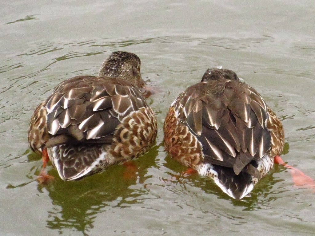 a0018655_14123095.jpg