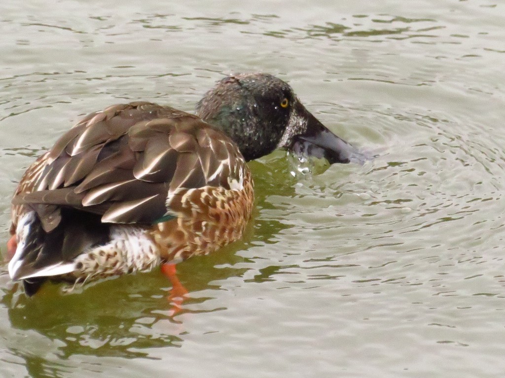 a0018655_14135270.jpg