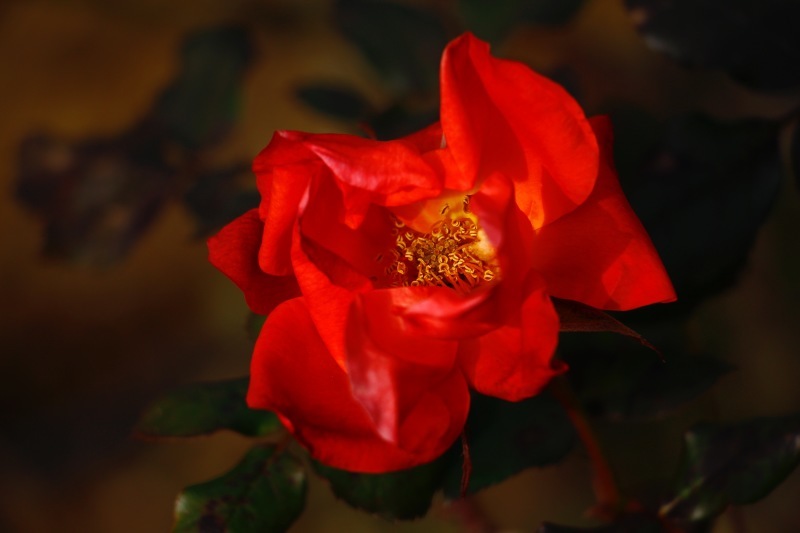 a0248459_15312368.jpg