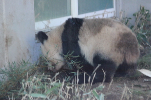 おちりと背中が真っ黒なシャンちゃん_b0409270_18325454.jpg