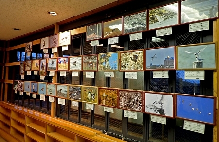 ★葛西の公園・野鳥写真展の開催_e0046474_10220239.jpg