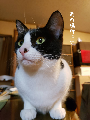a0216583_21102699.png