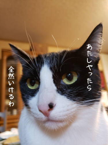 a0216583_21102923.png