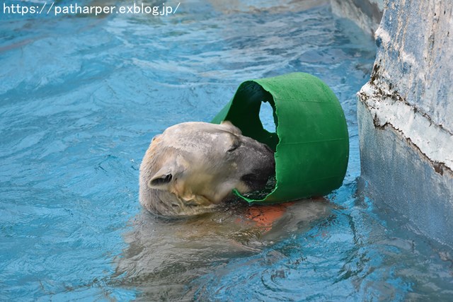 ２０１８年１２月　天王寺動物園２　その４　ペンギンガイド_a0052986_9455026.jpg