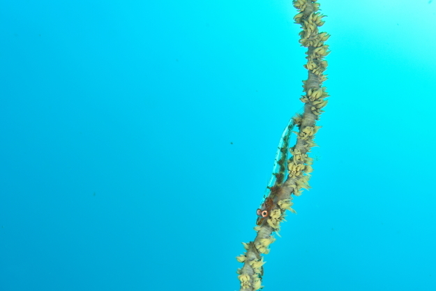 f0151886_17295116.jpg