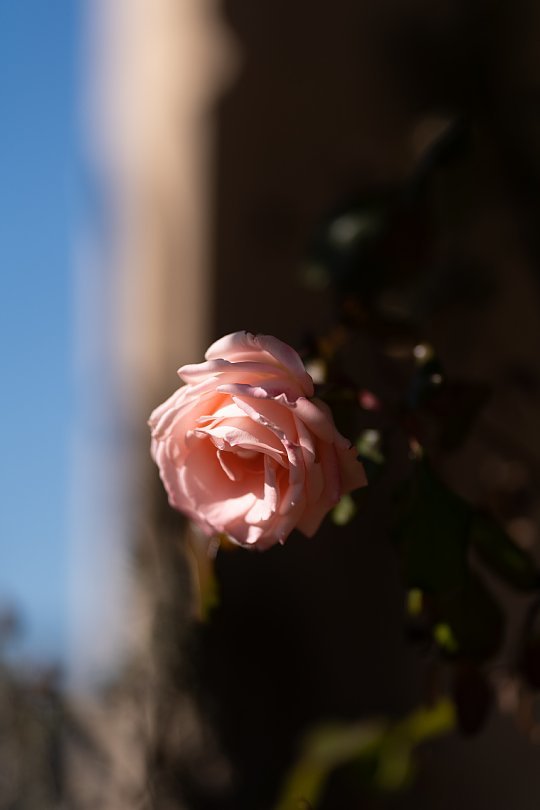 ランプと薔薇の喫茶店_d0353489_22561921.jpg