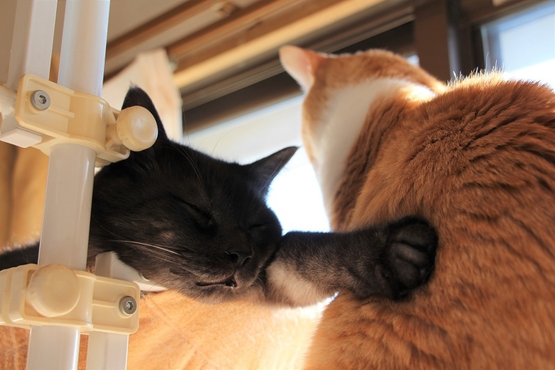 キャットハンドパワー_a0333195_09024599.jpg