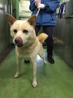 【犬・移動先募集】センター(支所)収容(1/26訪問)_f0242002_18451736.jpg