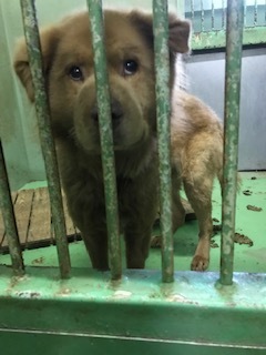 【犬・移動先募集】センター(支所)収容(1/26訪問)_f0242002_18460866.jpg