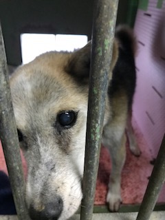 【犬・移動先募集】センター(支所)収容(1/26訪問)_f0242002_18475560.jpg