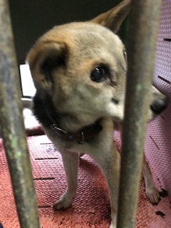 【犬・移動先募集】センター(支所)収容(1/26訪問)_f0242002_18480141.jpg
