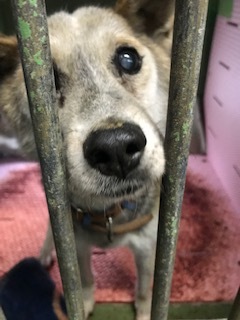 【犬・移動先募集】センター(支所)収容(1/26訪問)_f0242002_18482531.jpg