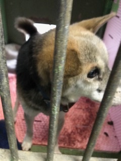 【犬・移動先募集】センター(支所)収容(1/26訪問)_f0242002_18483425.jpg