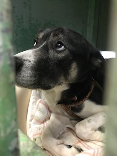 【犬・移動先募集】センター(支所)収容(1/26訪問)_f0242002_18524591.jpg
